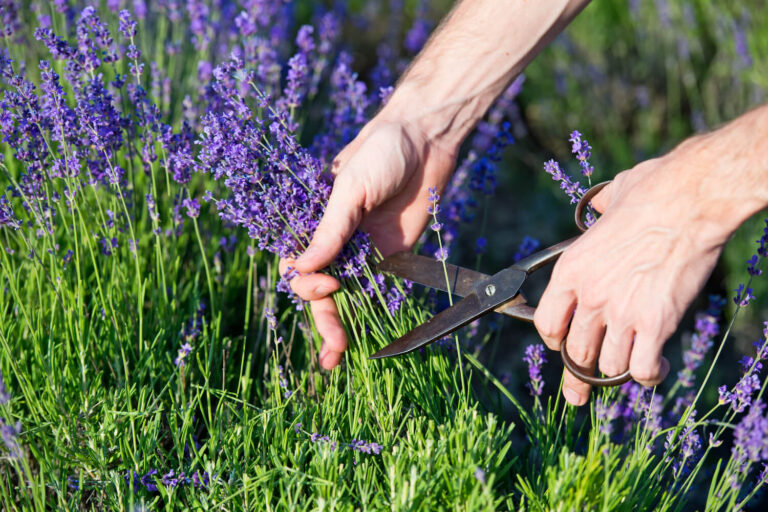 lavendel schneiden